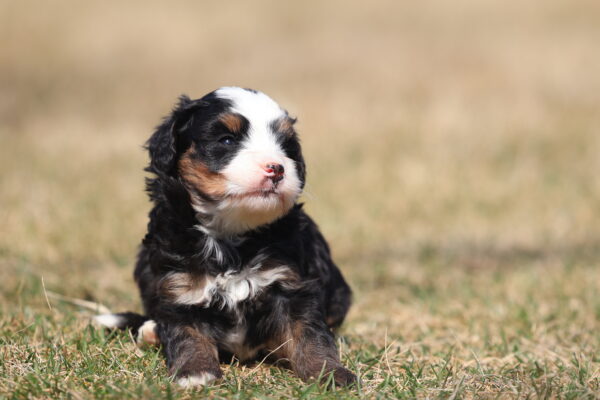 mini bernedoodle lifespan