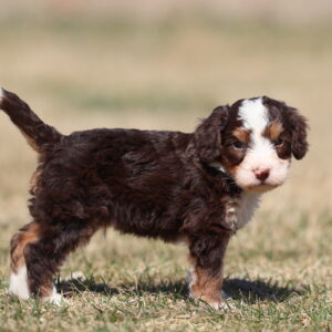 mini bernedoodle lifespan