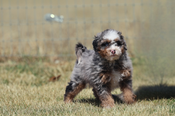mini bernedoodle pennsylvania