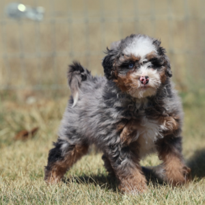 mini bernedoodle pennsylvania