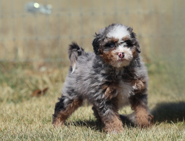 mini bernedoodle pennsylvania