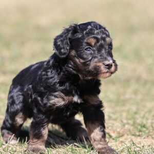 mini bernedoodle puppies