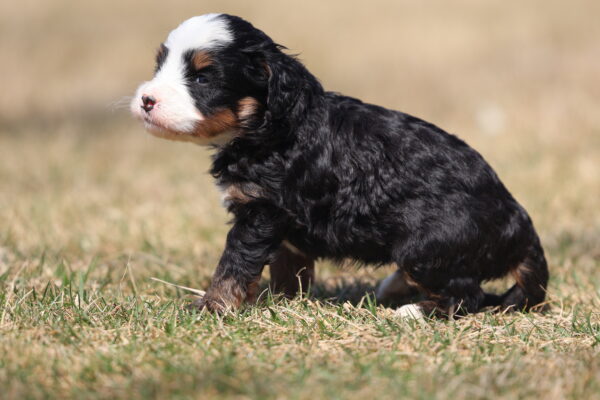 mini bernedoodle puppies for adoption