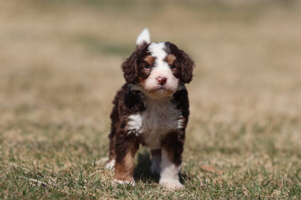 mini bernedoodle puppies for adoption