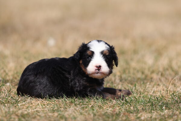 mini bernedoodle puppies for sale