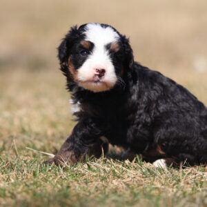 mini bernedoodle puppies for sale,