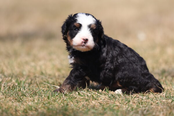 mini bernedoodle puppies for sale