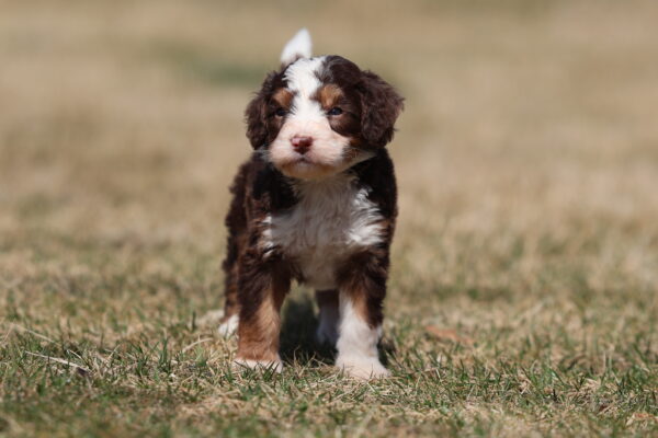 mini bernedoodle puppies for sale,