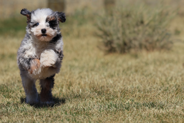 mini bernedoodle puppies for sale,