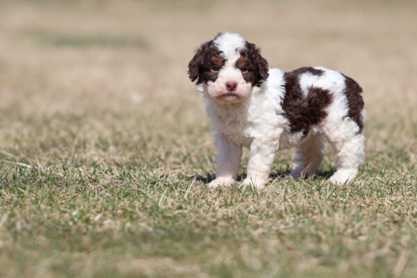 mini bernedoodle puppies lancaster