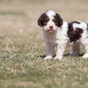 mini bernedoodle puppies lancaster