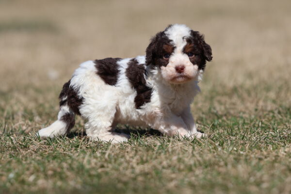 mini bernedoodle puppy female