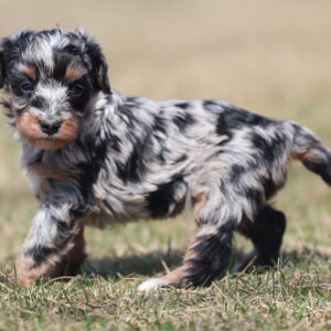 mini bernedoodle puppy for sale pennsylvania