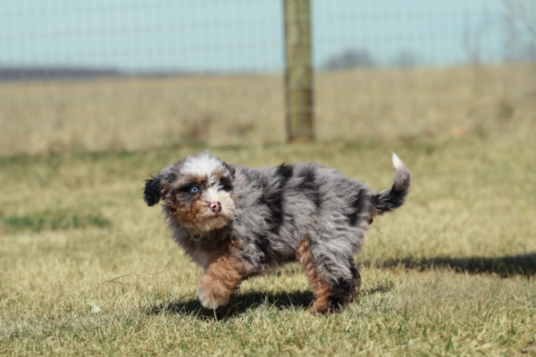 mini bernedoodle puppy for sale pennsylvania