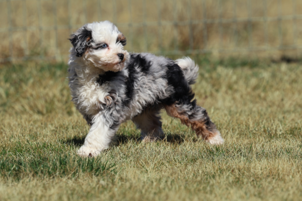 mini bernedoodle puppy near me