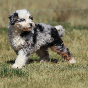 mini bernedoodle puppy near me