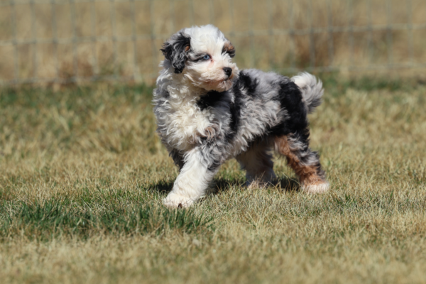 Larry - Image 8