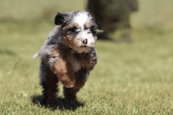 mini bernedoodles for sale
